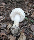 Amanita muscaria var. alba image