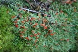 Cladonia didyma image