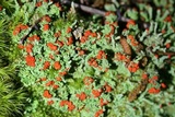 Cladonia didyma image