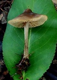 Entoloma pseudopapillatum image