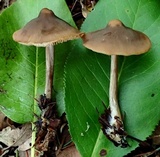 Entoloma pseudopapillatum image