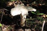 Amanita muscaria var. alba image