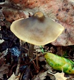 Entoloma pseudopapillatum image