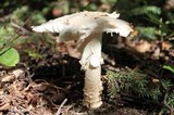 Amanita muscaria var. alba image