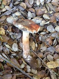 Tricholoma dryophilum image