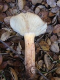 Tricholoma dryophilum image