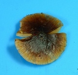 Macrocystidia cucumis image