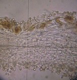Pluteus phlebophorus image