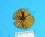 Macrocystidia cucumis image