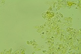 Macrocystidia cucumis image