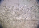 Pluteus phlebophorus image