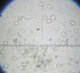 Pluteus phlebophorus image