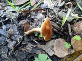 Pholiota spumosa image