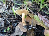 Pholiota spumosa image