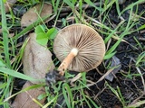 Pholiota spumosa image