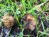 Pholiota spumosa image