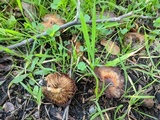 Pholiota spumosa image