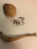 Panaeolus semiovatus image