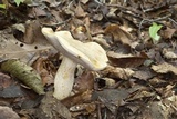 Tylopilus felleus image