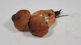 Inocybe cinnamomea image