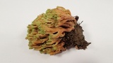Ramaria apiculata image