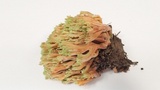 Ramaria apiculata image