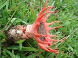 Aseroë rubra var. junghuhnii image