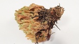 Ramaria apiculata image