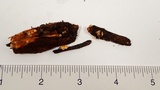 Sphaerobolus stellatus image
