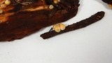 Sphaerobolus stellatus image