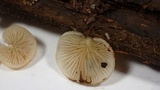 Crepidotus mollis image