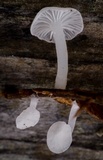 Hemimycena lactea image