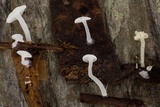 Hemimycena lactea var. tetraspora image
