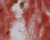 Hemimycena lactea image