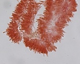 Hemimycena lactea image