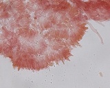 Hemimycena lactea var. tetraspora image