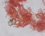 Hemimycena lactea var. tetraspora image