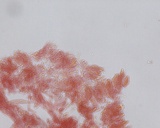 Hemimycena lactea var. tetraspora image