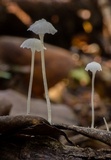 Hemimycena pseudocrispula image