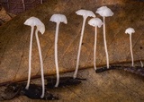 Hemimycena pseudocrispula image