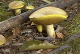 Boletus vermiculosoides image