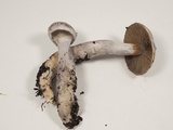 Cortinarius alboviolaceus image