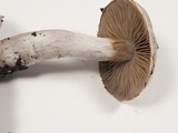 Cortinarius alboviolaceus image