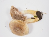 Agaricus diminutivus image
