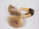 Agaricus diminutivus image