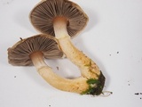 Agaricus diminutivus image