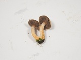 Agaricus diminutivus image
