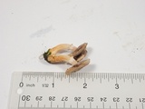 Agaricus diminutivus image