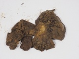 Calvatia pachyderma image
