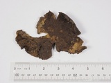 Calvatia pachyderma image